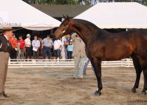 UTRERANA HBM, DE HACIENDA SANTA CRUZ, ORO EN YEGUAS ADULTAS. PRESENTA MARIO PALOMINO